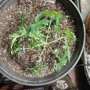 Ghost Train Haze Auto