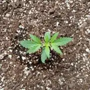 Ghost Train Haze Auto