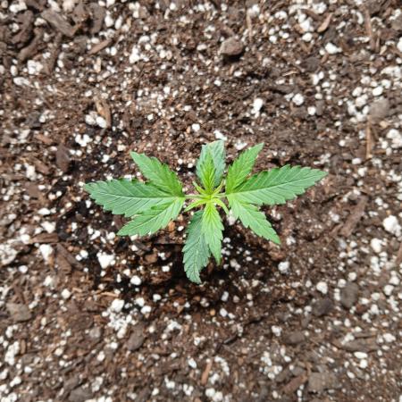 Ghost Train Haze Auto