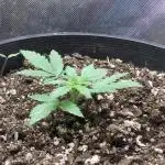 Red Devil Auto from WeedSeedsExpress