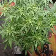 Red Devil Auto from WeedSeedsExpress