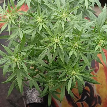 Red Devil Auto from WeedSeedsExpress