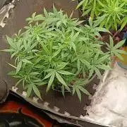 Red Devil Auto from WeedSeedsExpress