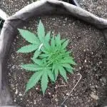 Permanent Marker Auto