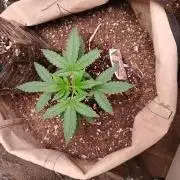 Sundae Driver Auto