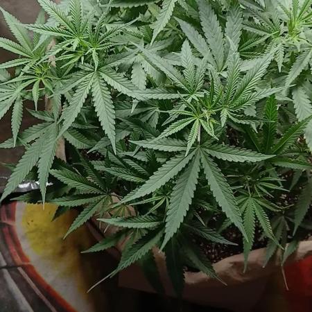 Genius Juice x Cinderella 99 Feminized