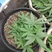 Red Devil Auto from WeedSeedsExpress