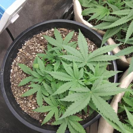 Red Devil Auto from WeedSeedsExpress