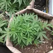 Permanent Marker Auto