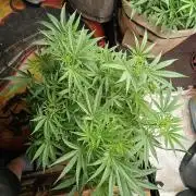 Genius Juice x Cinderella 99 Feminized