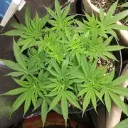 Genius Juice x Cinderella 99 Feminized