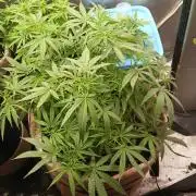 Genius Juice x Cinderella 99 Feminized