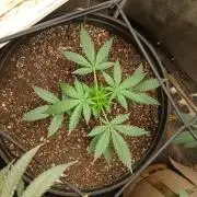 Grease Monkey Auto