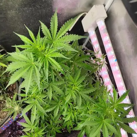 Do-Si-Dos Auto