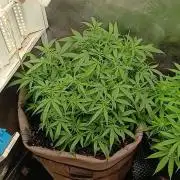 Permanent Marker Auto