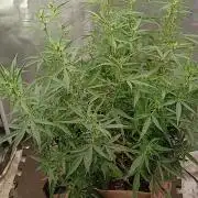 Permanent Marker Auto