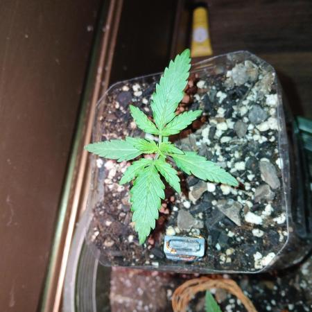 Grease Monkey Auto