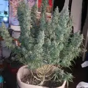 Permanent Marker Auto