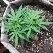 Permanent Marker Auto