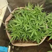 Permanent Marker Auto