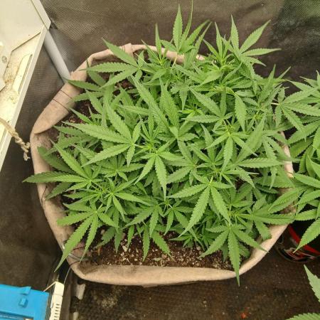 Permanent Marker Auto