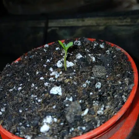 Sundae Driver Auto
