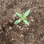 Watermelon Candy Auto