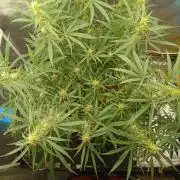 Genius Juice x Cinderella 99 Feminized