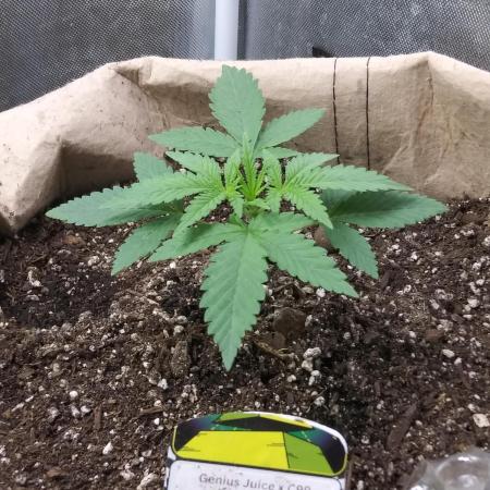 Genius Juice x Cinderella 99 Feminized