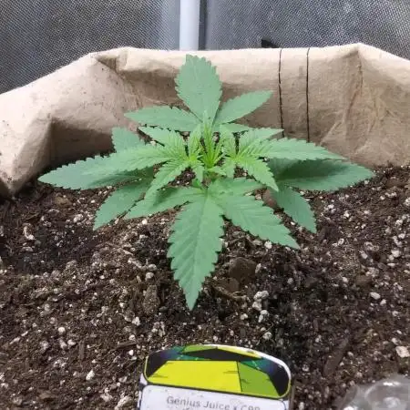 Genius Juice x Cinderella 99 Feminized