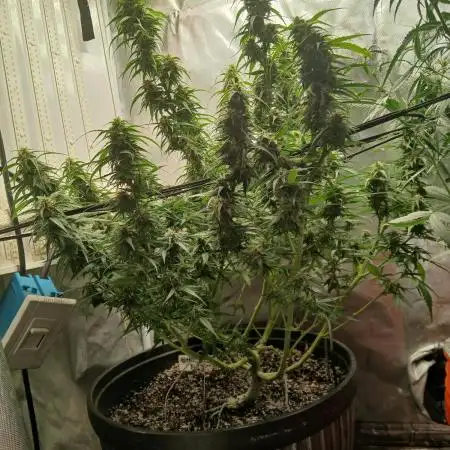 Ghost Train Haze Auto