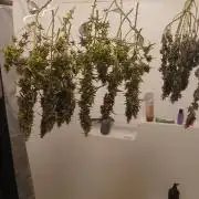 Genius Juice x Cinderella 99 Feminized