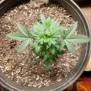 Ghost Train Haze Auto