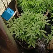 Red Devil Auto from WeedSeedsExpress