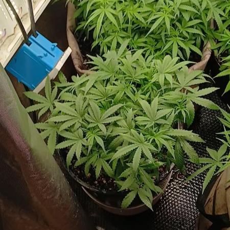 Red Devil Auto from WeedSeedsExpress