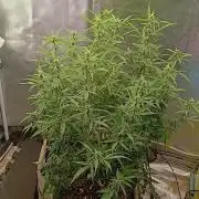 Permanent Marker Auto