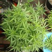 Permanent Marker Auto