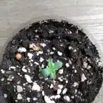 Red Devil Auto from WeedSeedsExpress