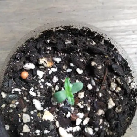 Red Devil Auto from WeedSeedsExpress