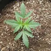 Ghost Train Haze Auto