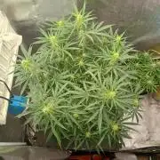 Genius Juice x Cinderella 99 Feminized