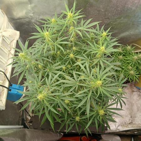 Genius Juice x Cinderella 99 Feminized