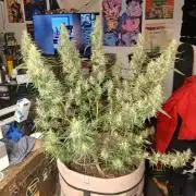 Genius Juice x Cinderella 99 Feminized