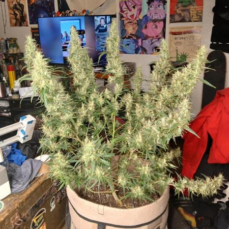 Genius Juice x Cinderella 99 Feminized