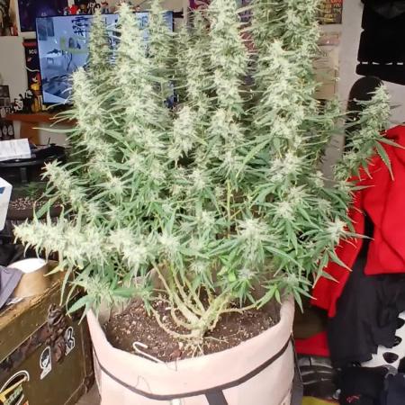 Permanent Marker Auto