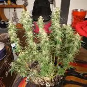 Red Devil Auto from WeedSeedsExpress