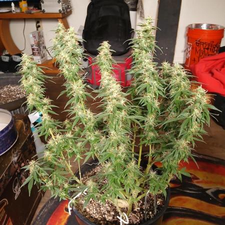 Red Devil Auto from WeedSeedsExpress