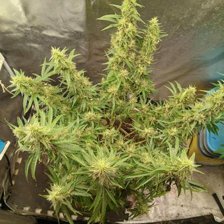 Genius Juice x Cinderella 99 Feminized