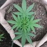 Genius Juice x Cinderella 99 Feminized