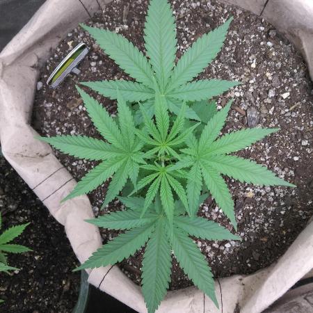 Genius Juice x Cinderella 99 Feminized